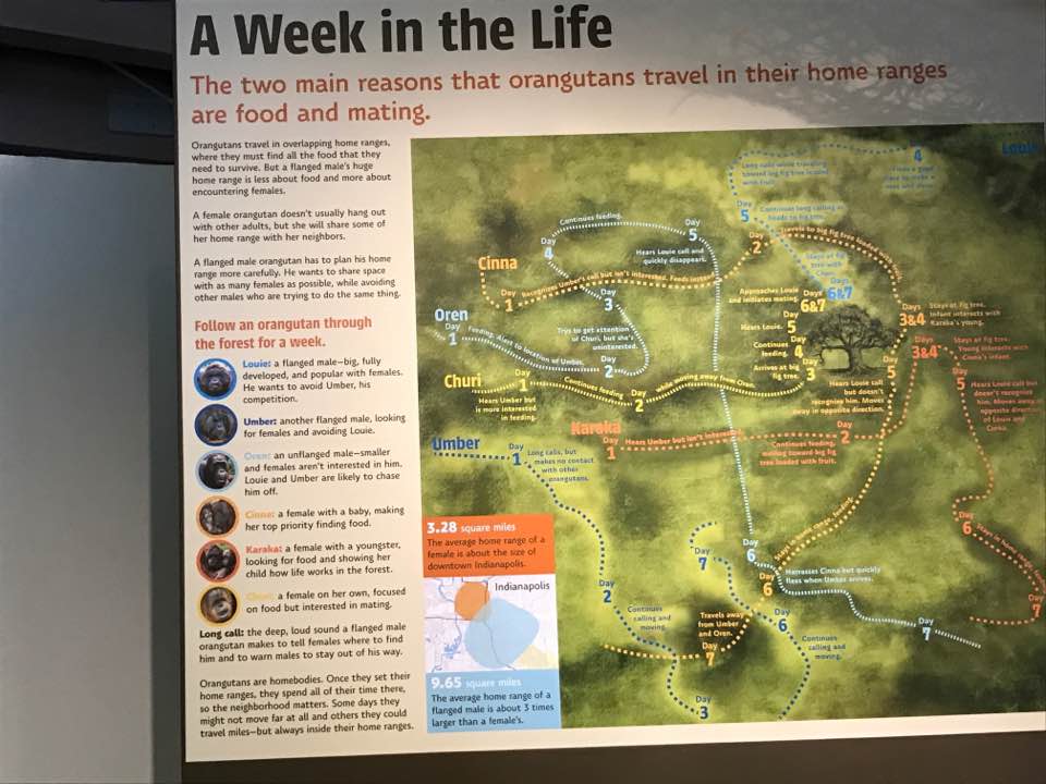 International Orangutan Center