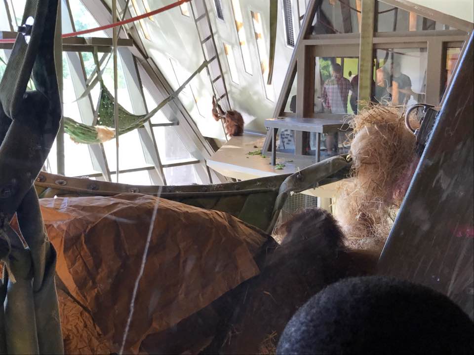 International Orangutan Center