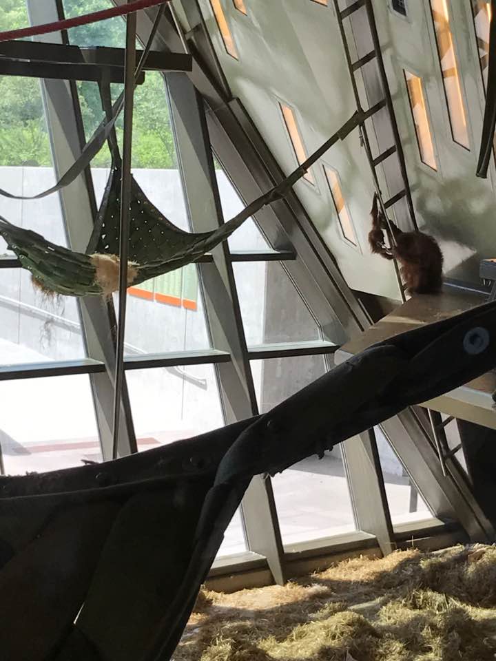 International Orangutan Center