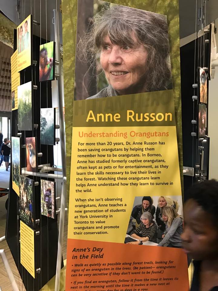 International Orangutan Center