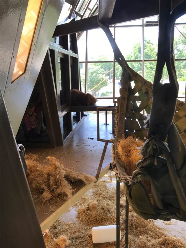 International Orangutan Center