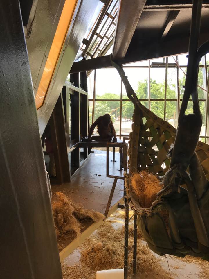 International Orangutan Center