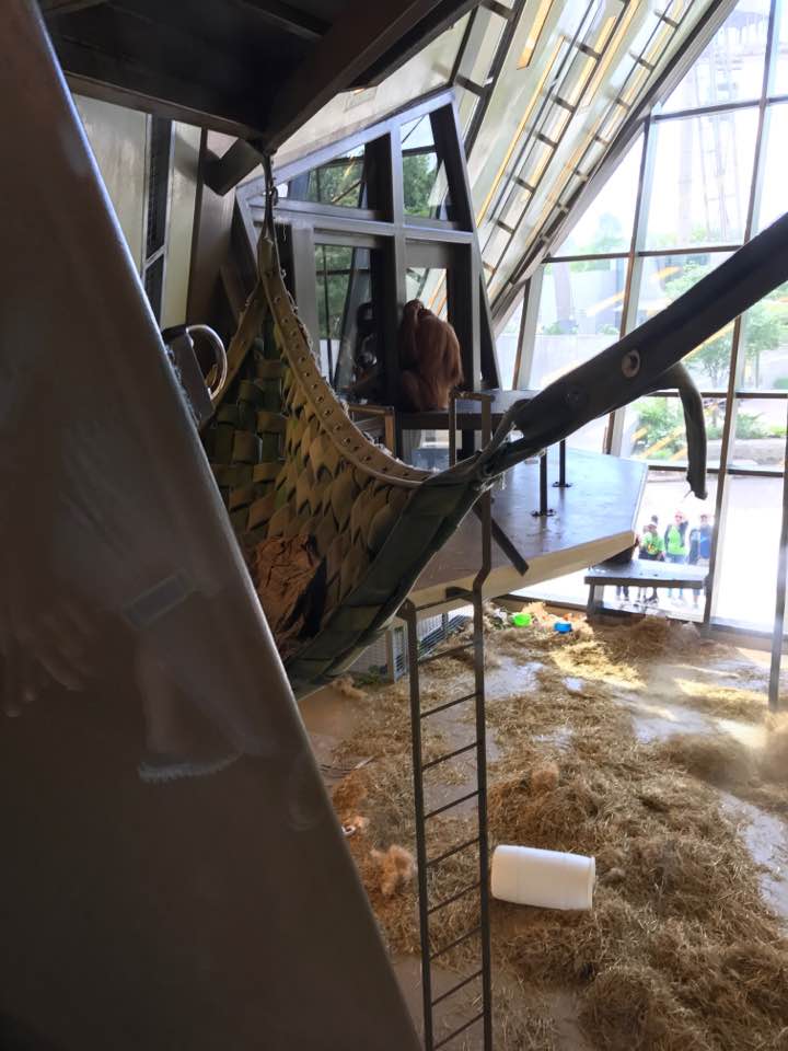 International Orangutan Center