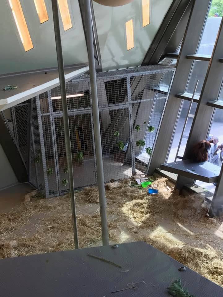 International Orangutan Center