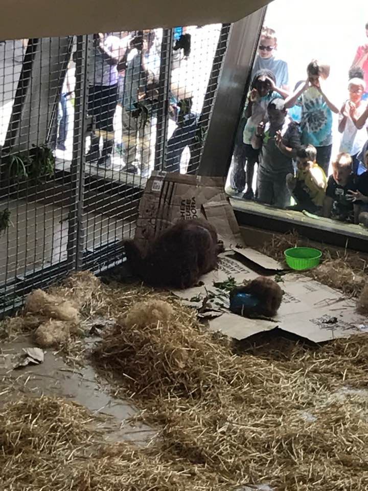 International Orangutan Center