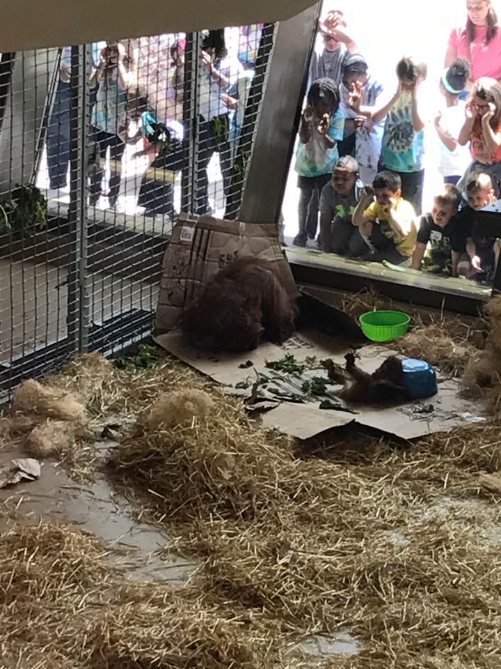 International Orangutan Center