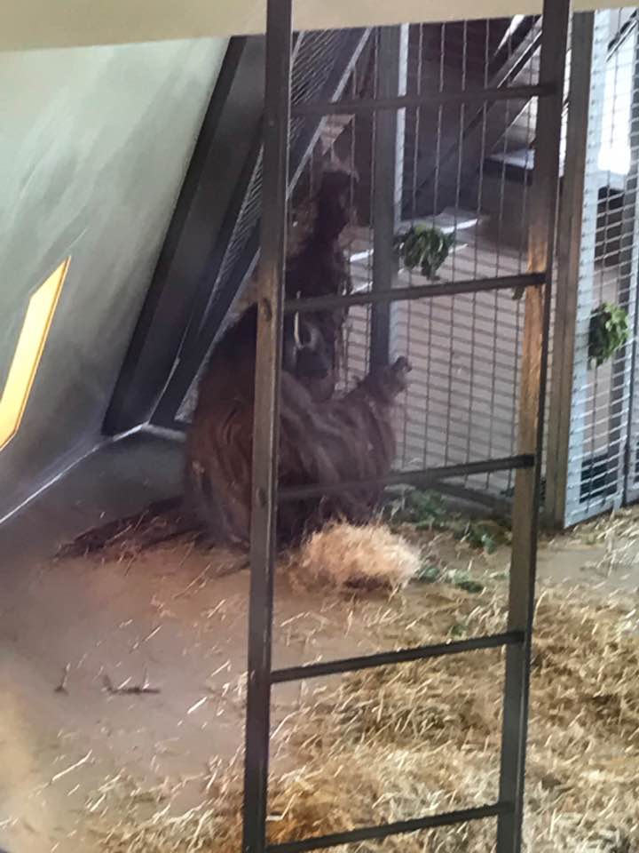 International Orangutan Center