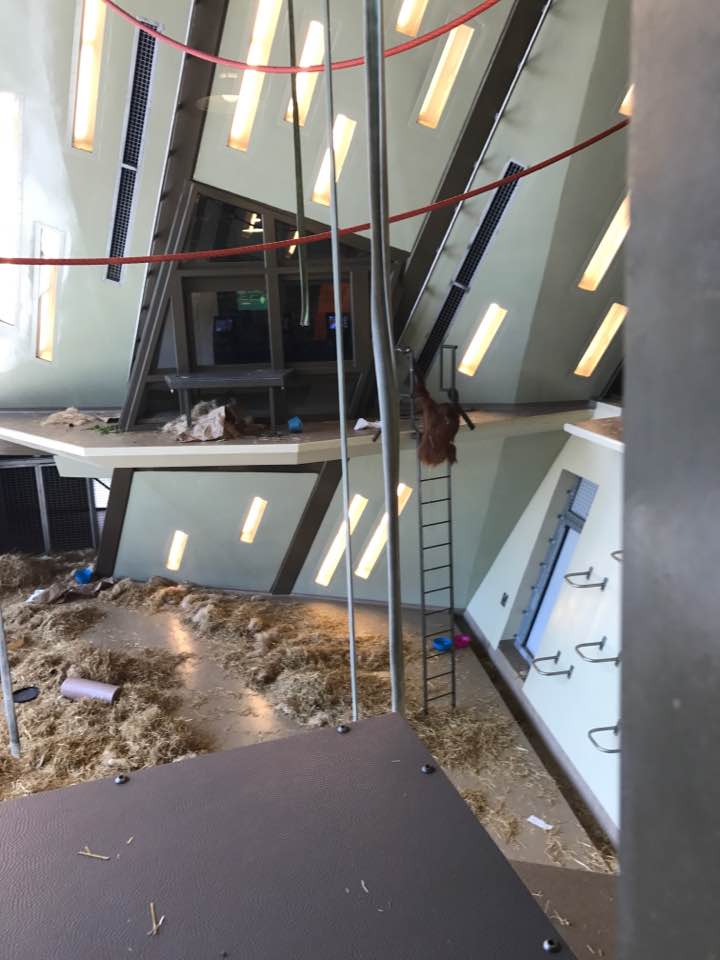 International Orangutan Center