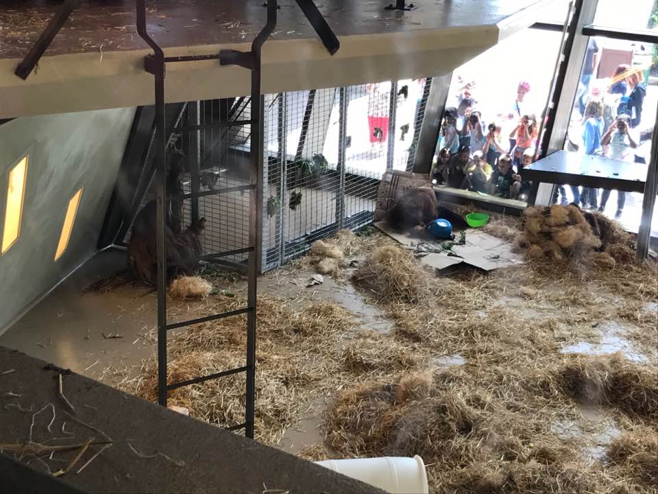 International Orangutan Center