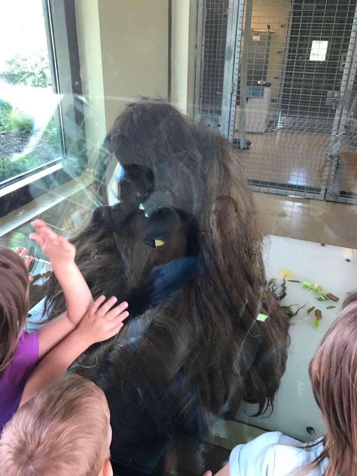 International Orangutan Center