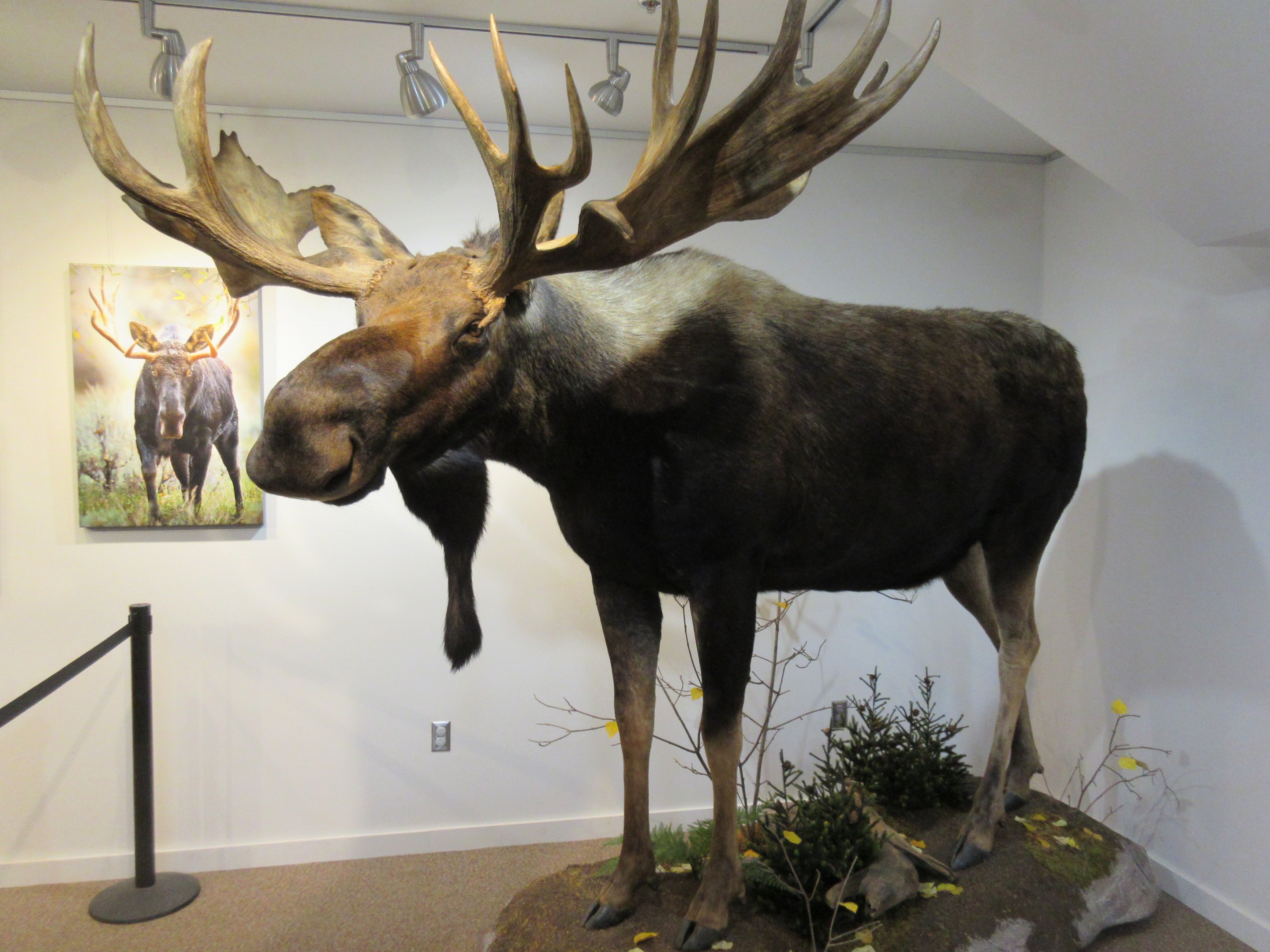 International Wolf Center - Bull Moose