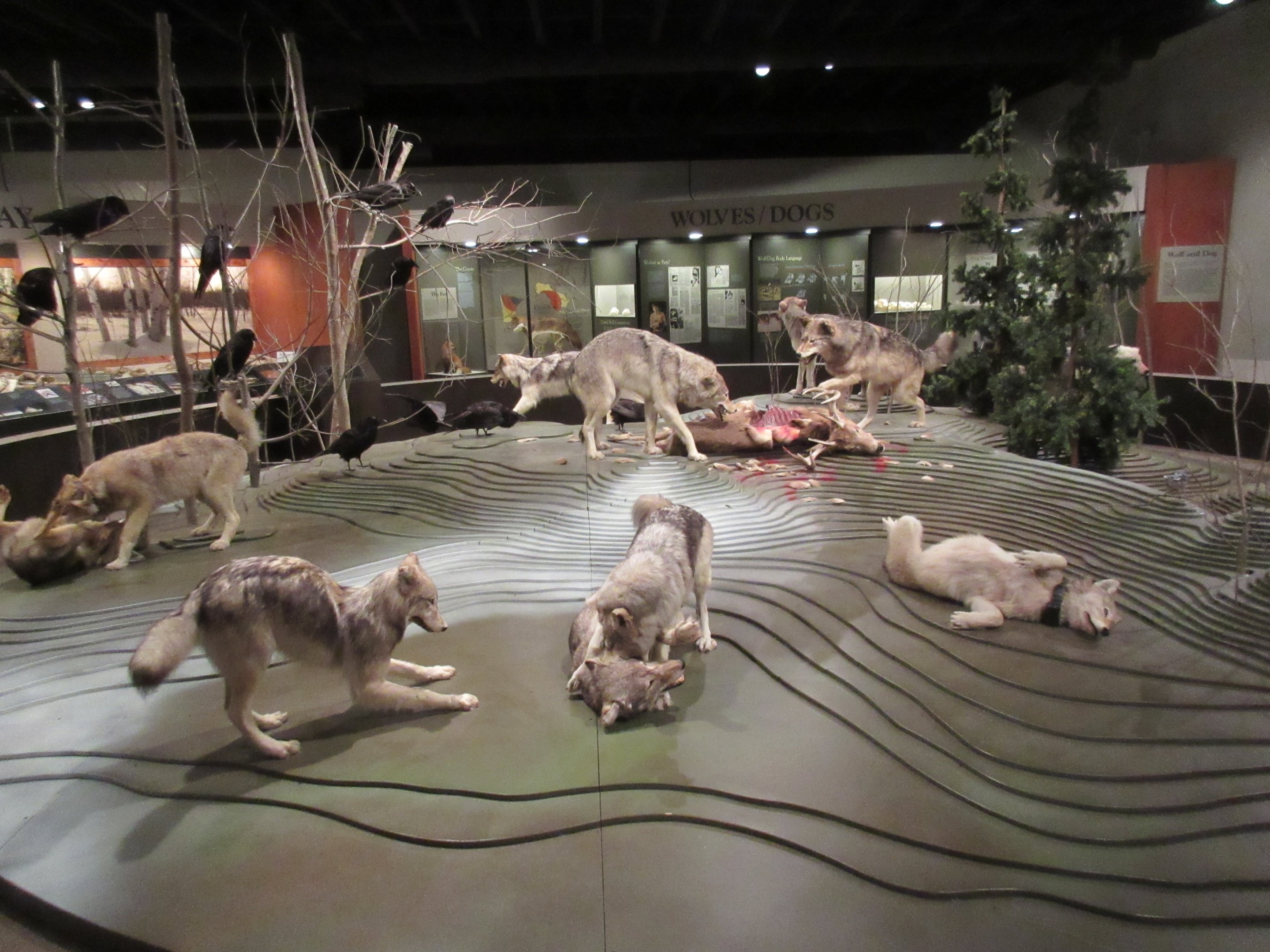 International Wolf Center - Museum Diorama