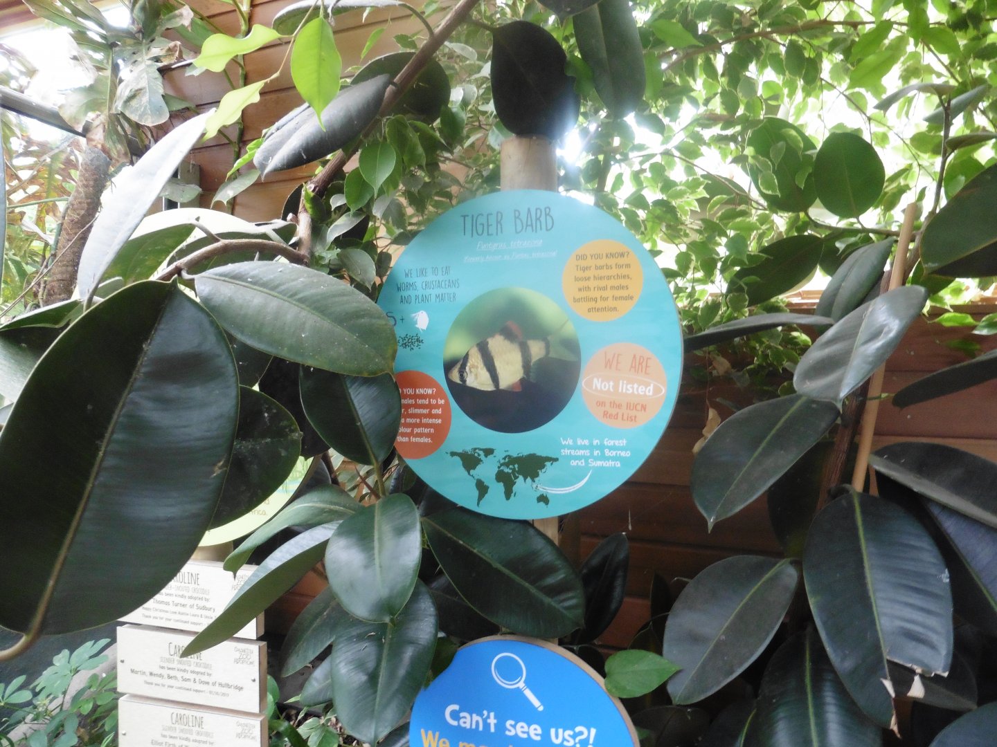 Interpretation Board designh: for Tiger Barb