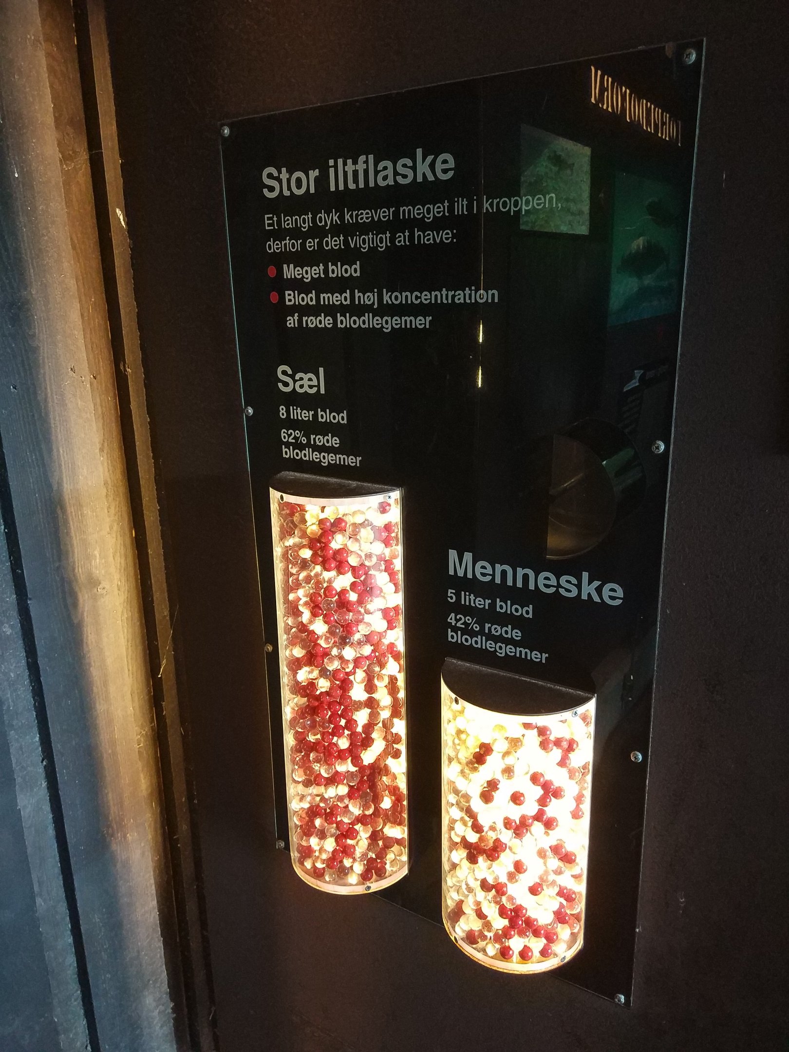 Interpretation - Seal Blood