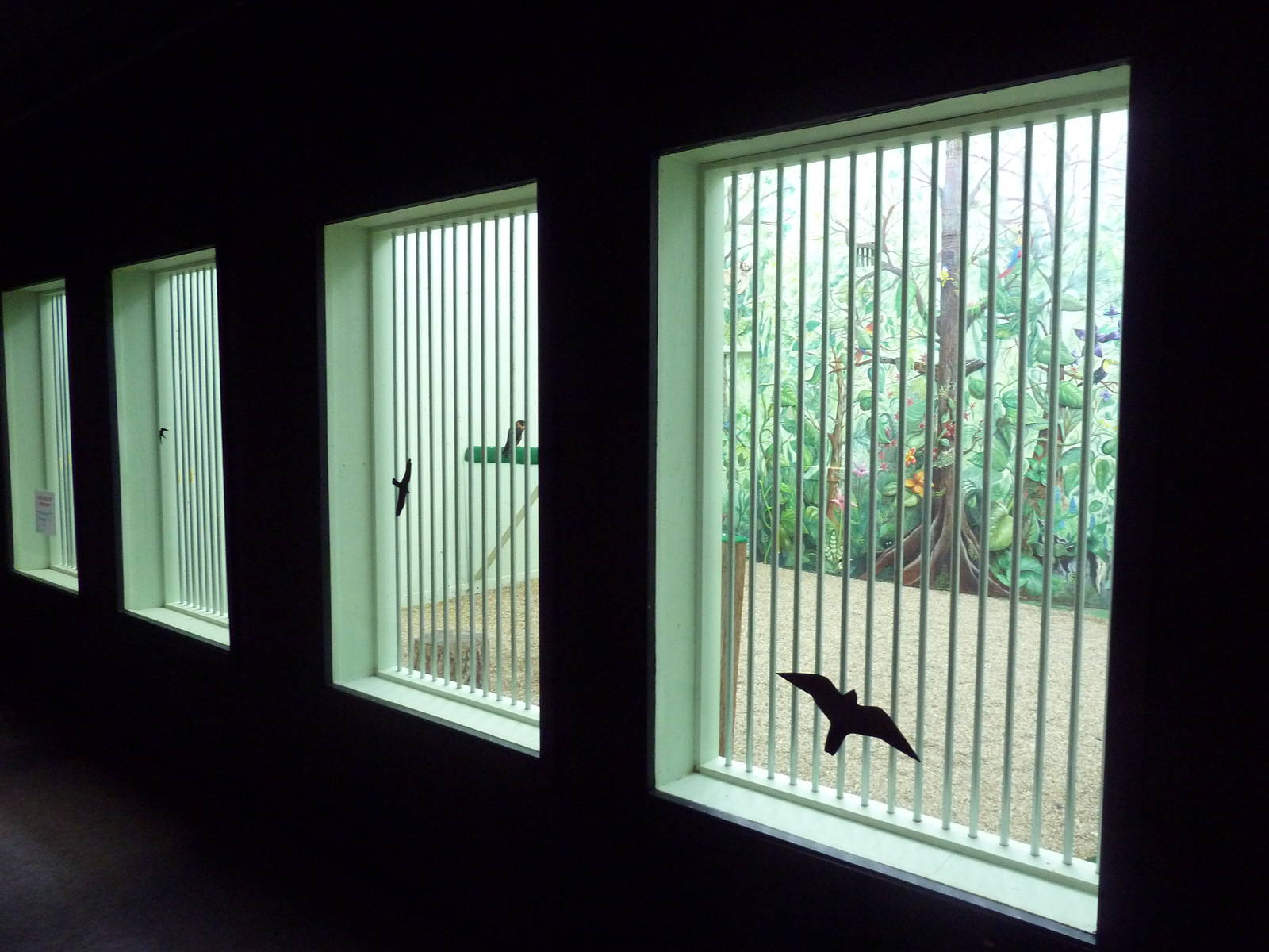 Interpretative Center - Orange-Breasted Falcon Exhibit