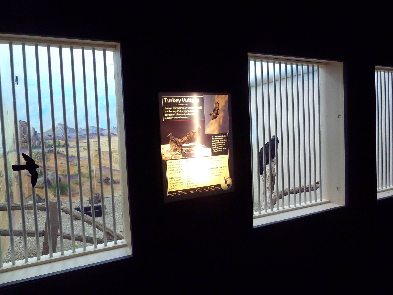 Interpretative Center - Turkey Vulture Exhibit