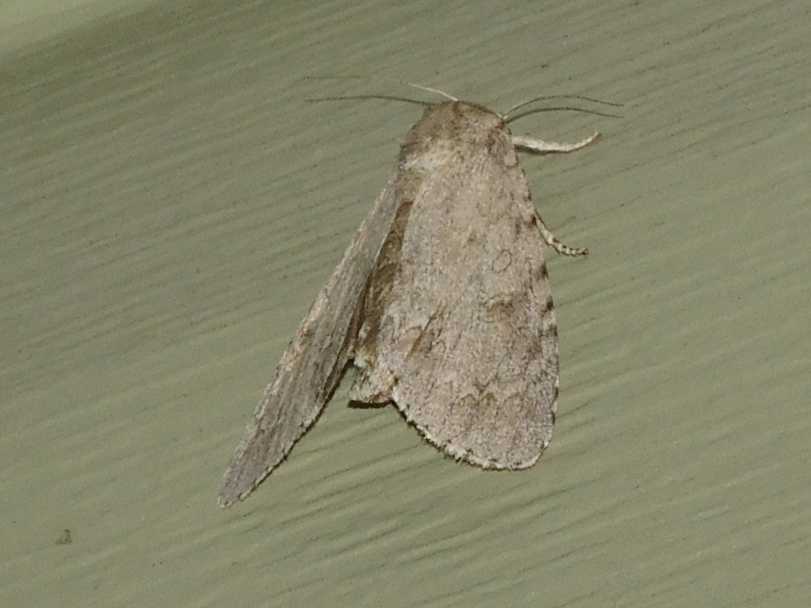 interrupted dagger moth