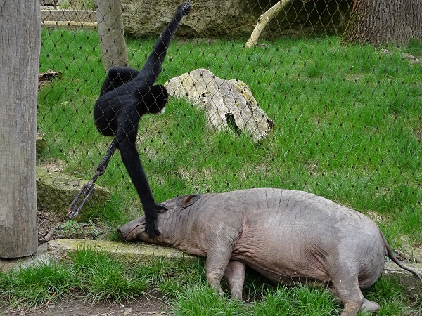 Interspecies friendship between babirussa and gibbon (04/2023)