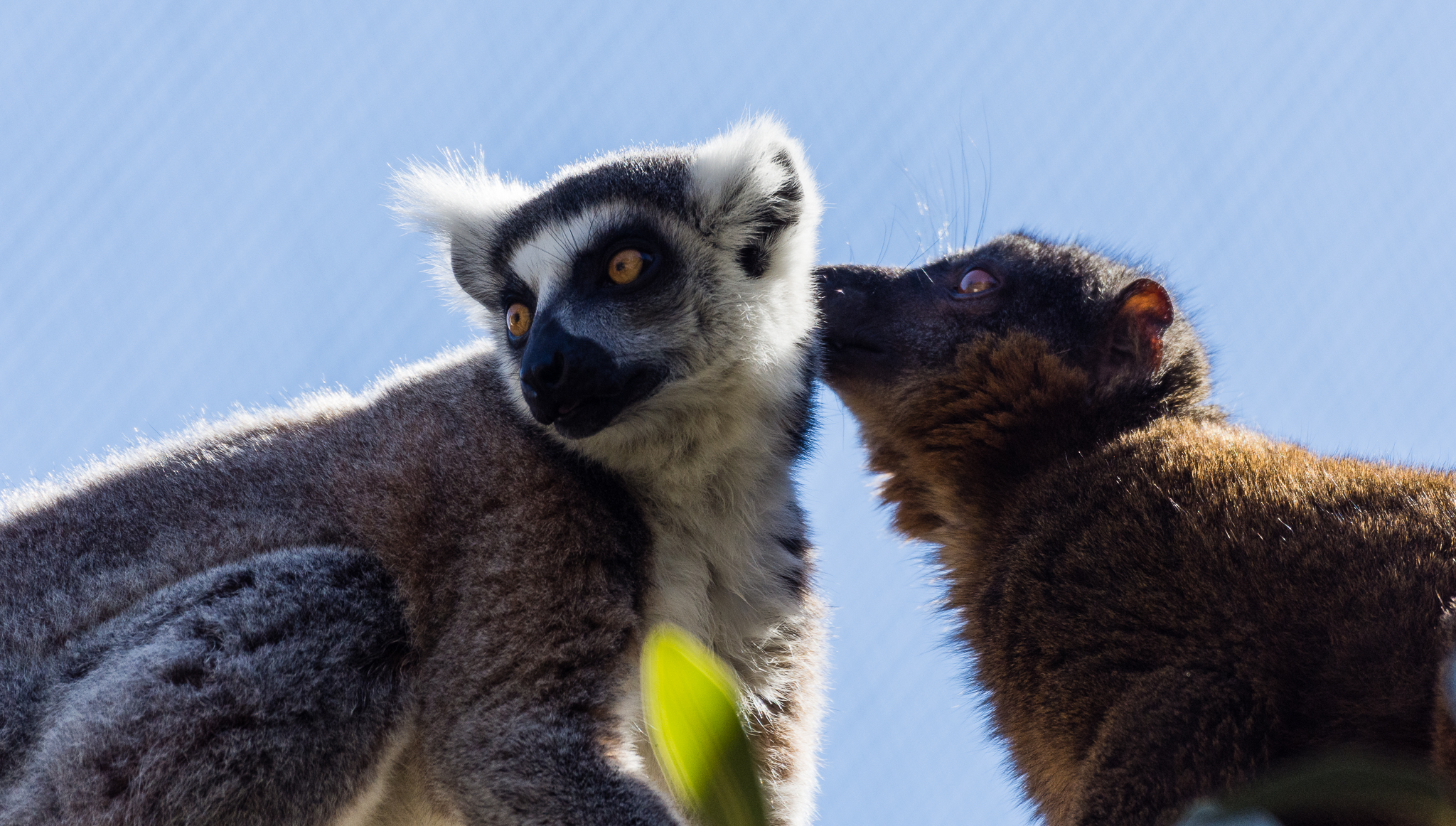 Interspecies grooming in Africa Rocks
