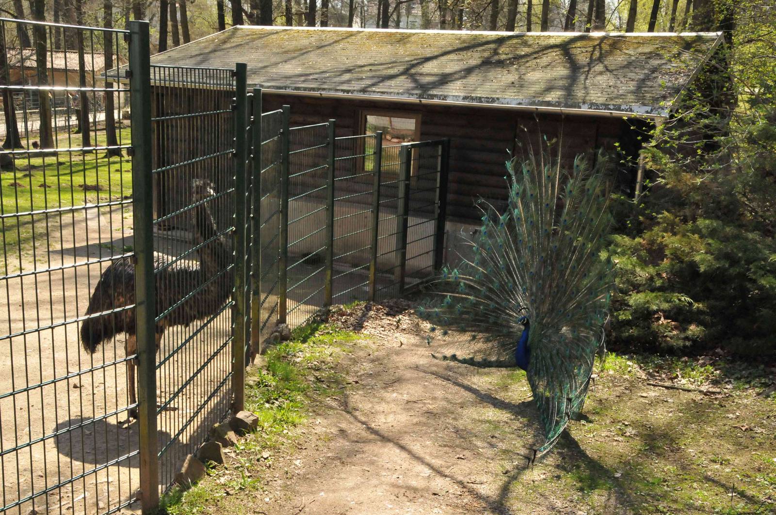 Interspecies interaction