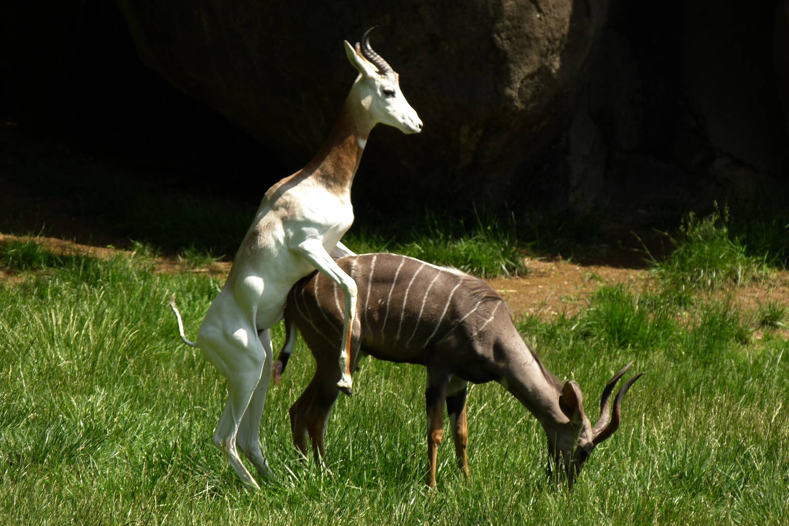 Interspecies Mating/Dominating (African Journey), 5-12-12
