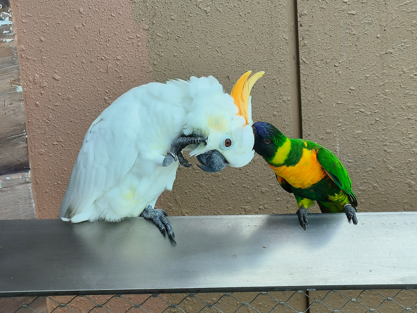 "Interspecies Shenanigans"