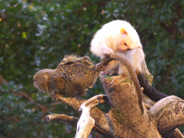 Interspecific interaction, Clore Rainforest Lookout