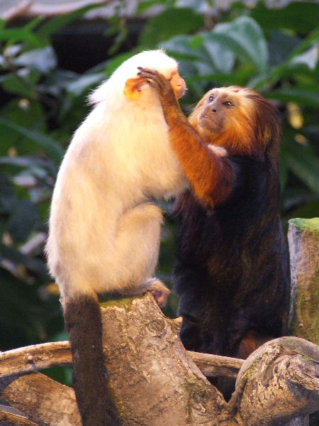 Interspecific interaction, Clore Rainforest Lookout