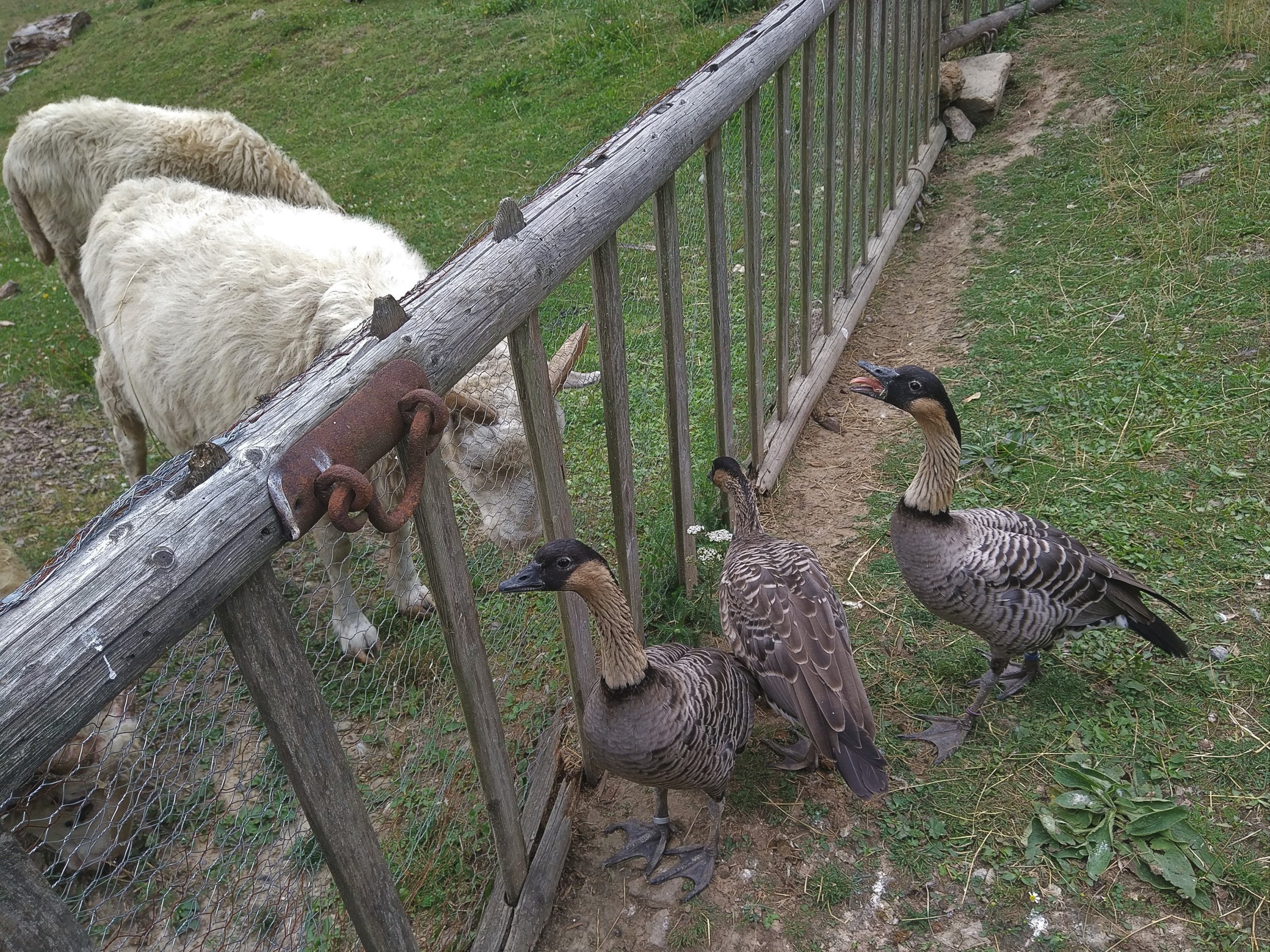 Interspecific Interaction