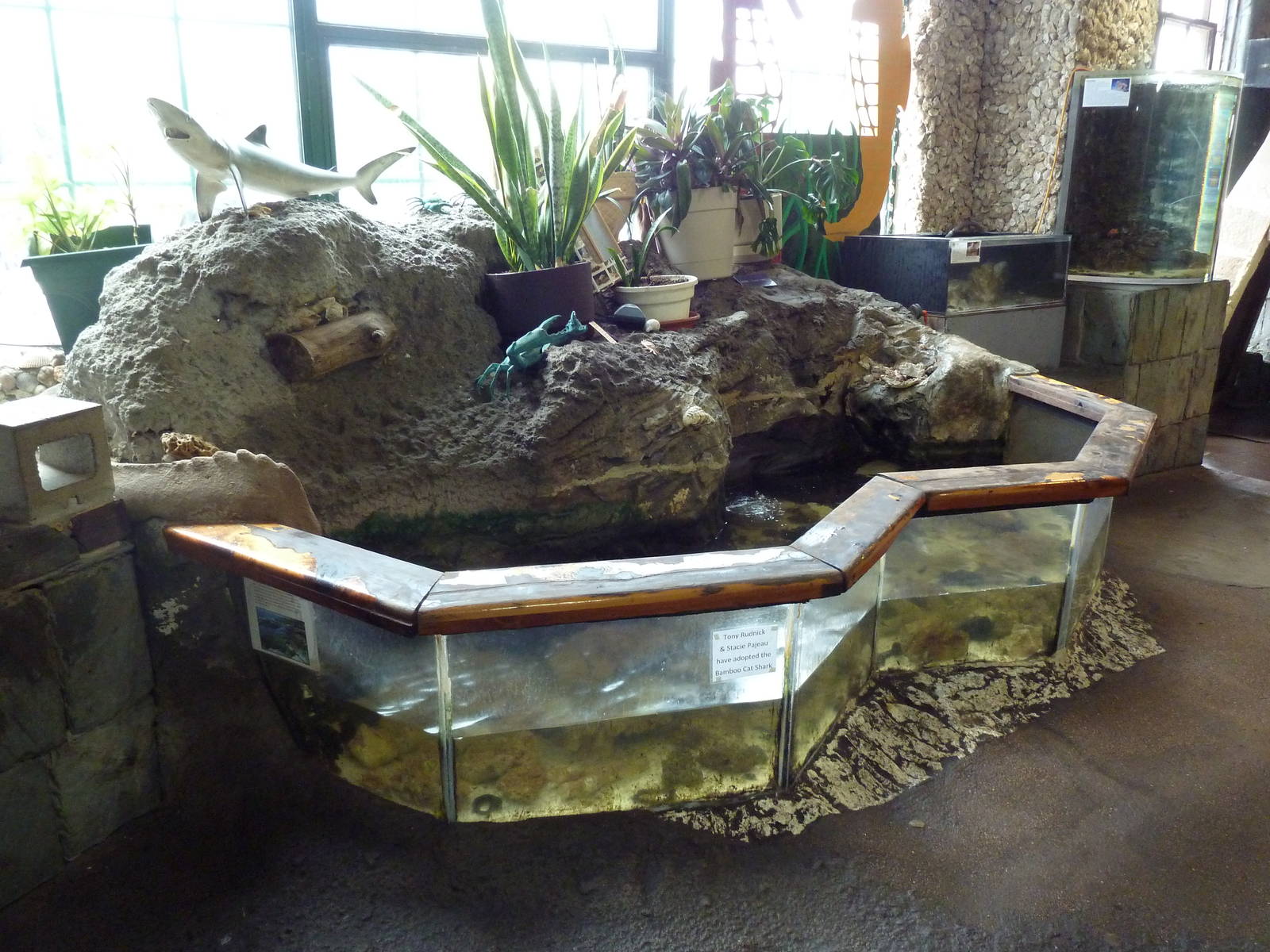 Intertidal Touch Tank