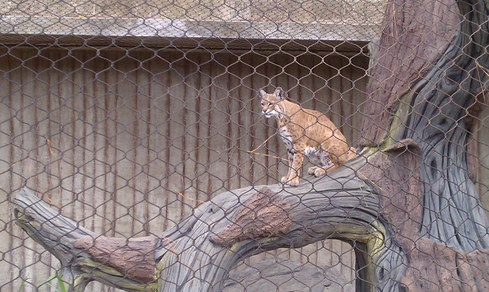 Inti, the Bobcat
