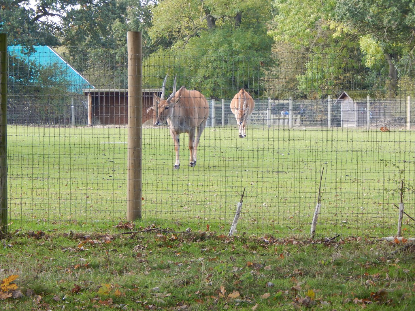 Into Africa - Common eland 121024