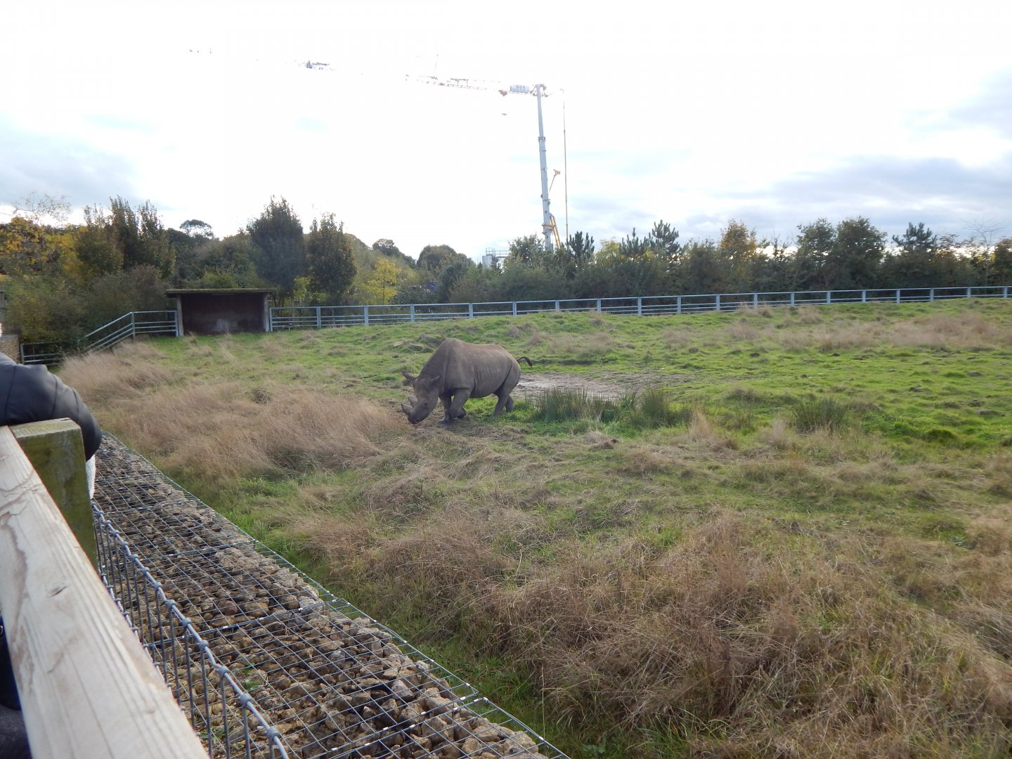 Into Africa - Eastern black rhinoceros habitat 121024