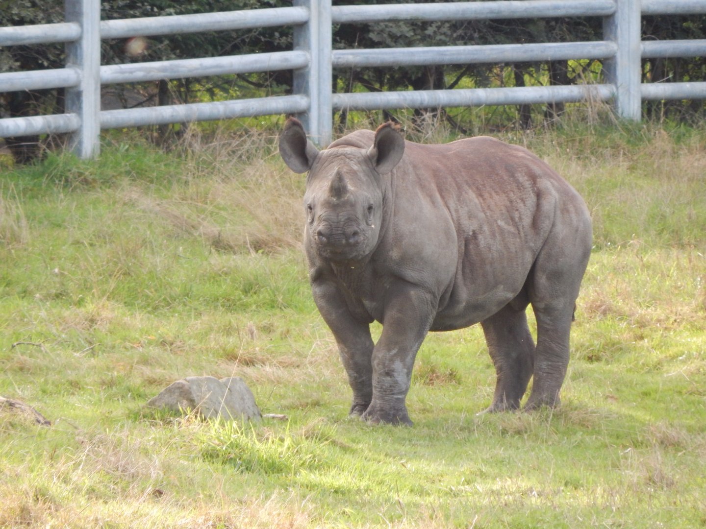 Into Africa - Eastern black rhinoceros juvenile 121024