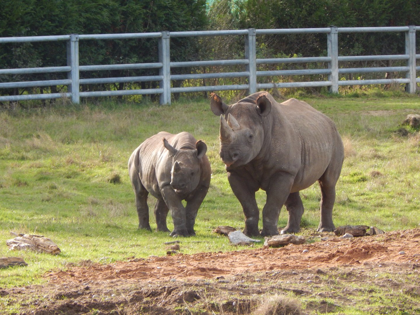 Into Africa - Eastern black rhinoceroses 121024