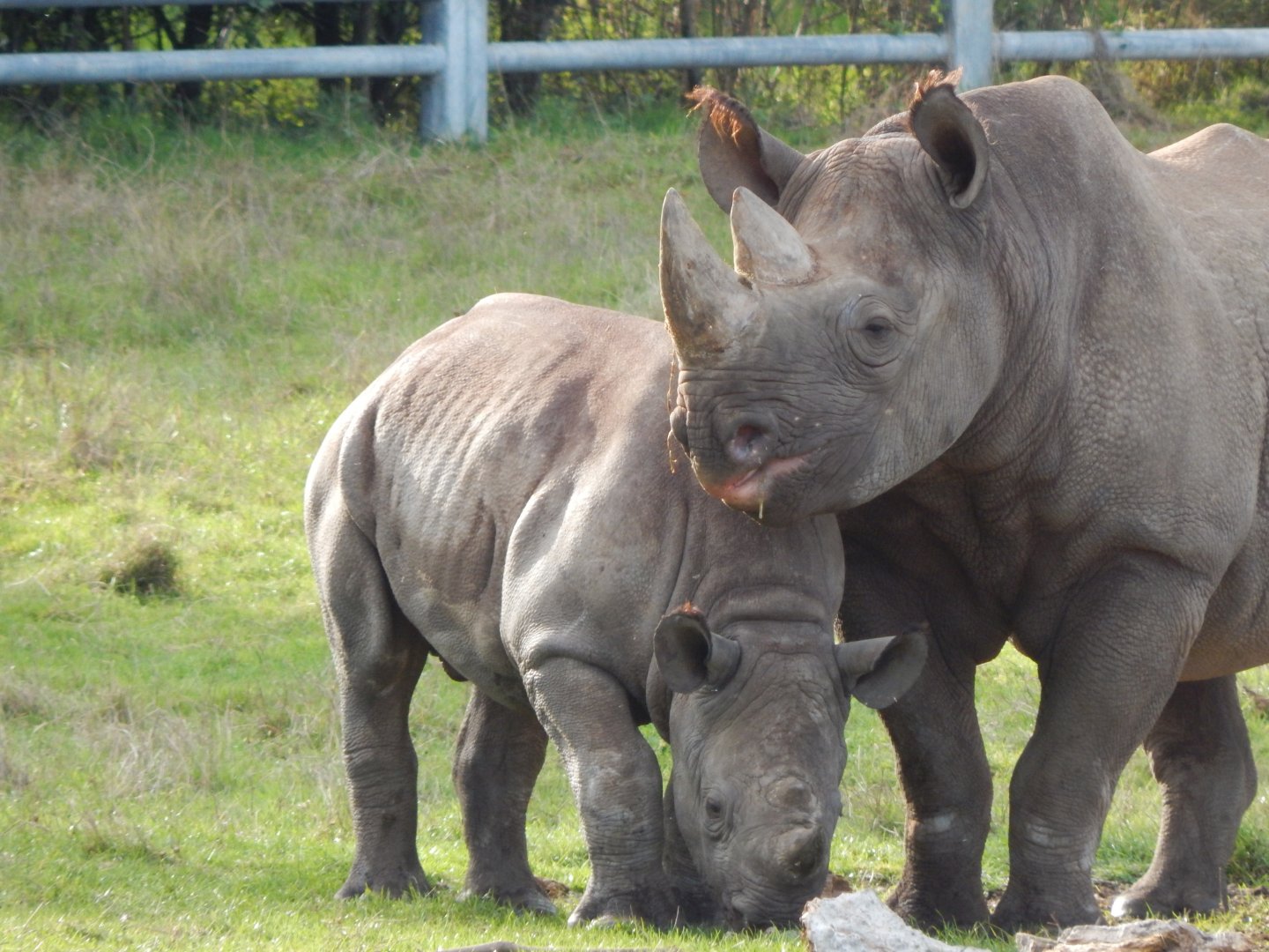 Into Africa - Eastern black rhinoceroses 121024