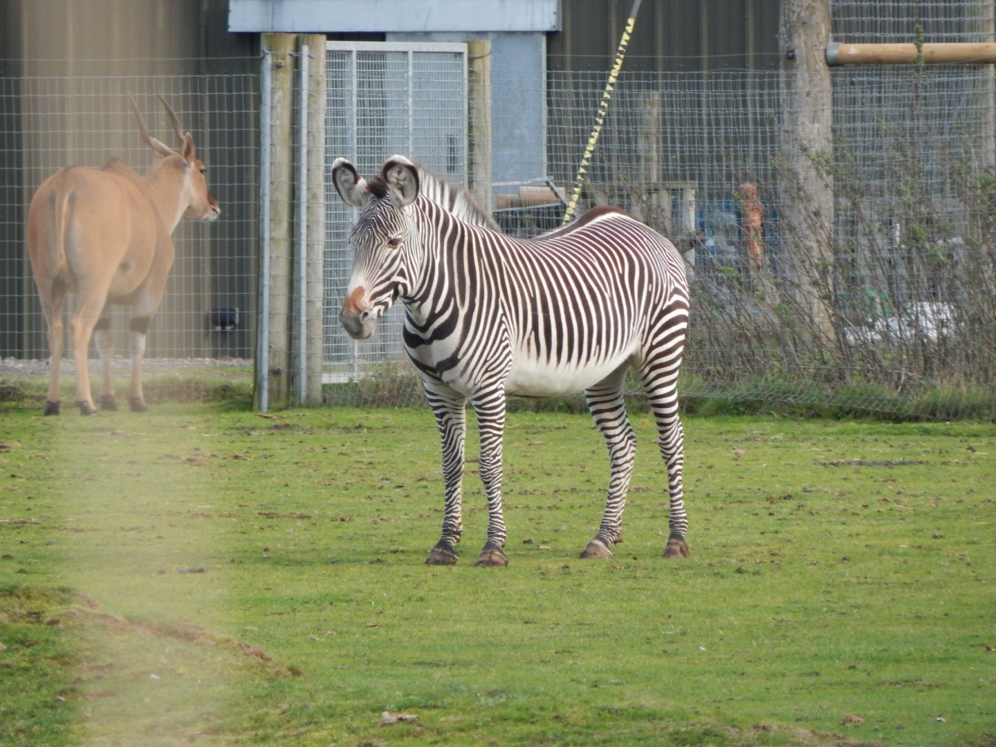 Into Africa - Grevy's zebra 121024