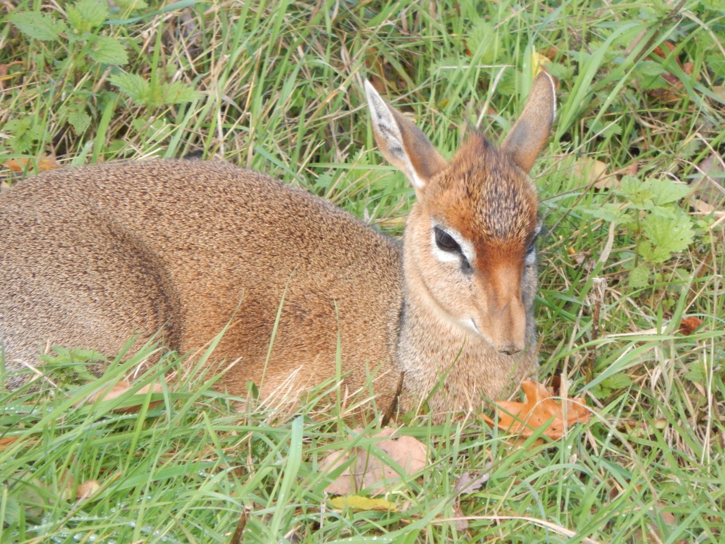 Into Africa - Kirk's dik-dik 121024