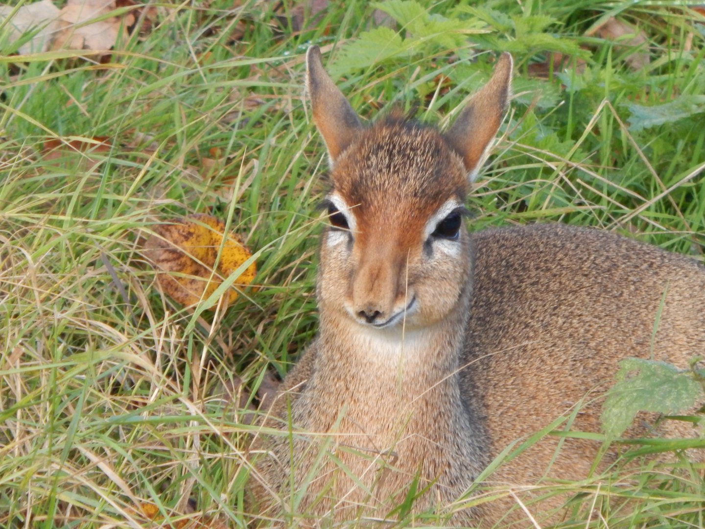 Into Africa - Kirk's dik-dik 121024