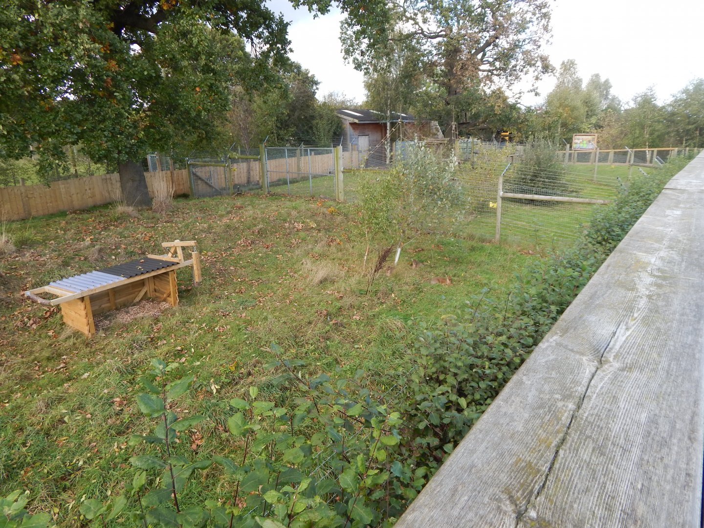 Into Africa - Kirk's dik-dik habitat 121024