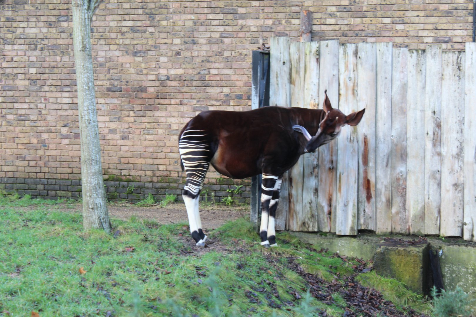Into Africa: Okapi