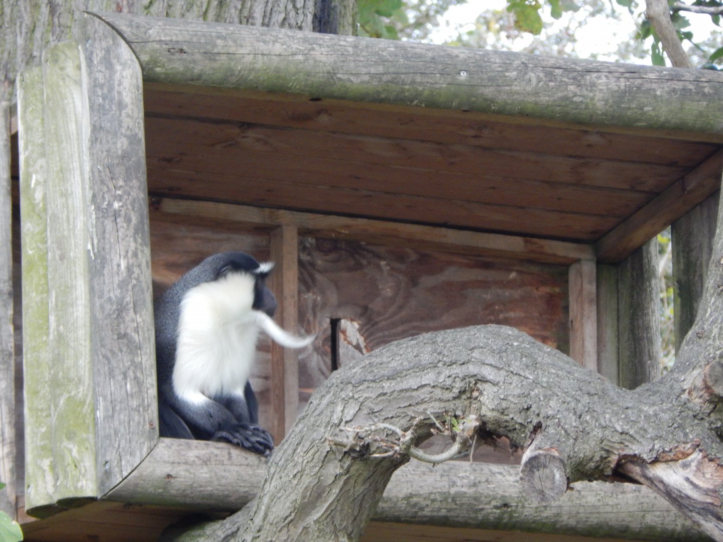 Into Africa - Roloway monkey 121024