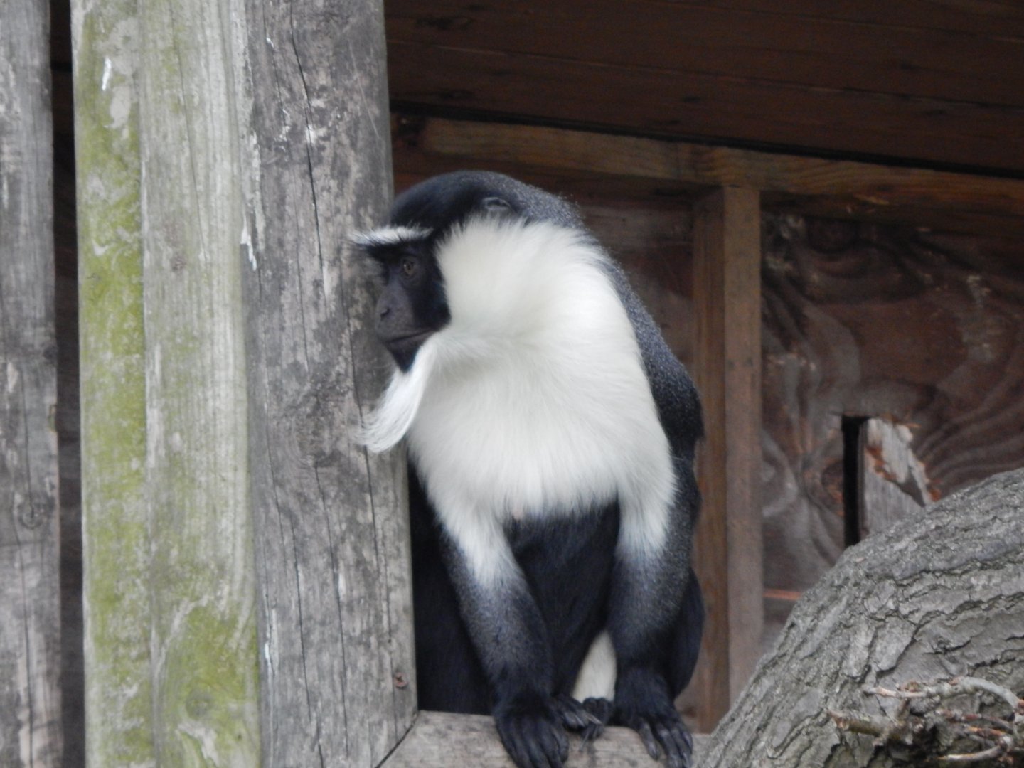 Into Africa - Roloway monkey 121024