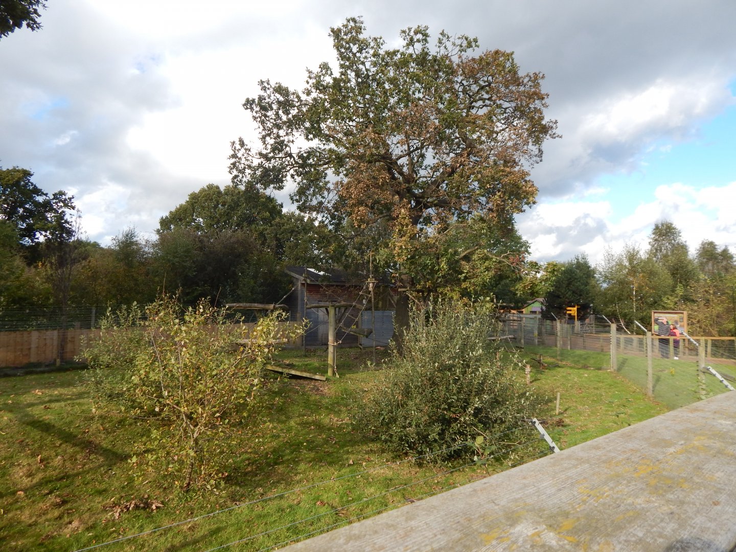 Into Africa - Roloway monkey habitat 121024