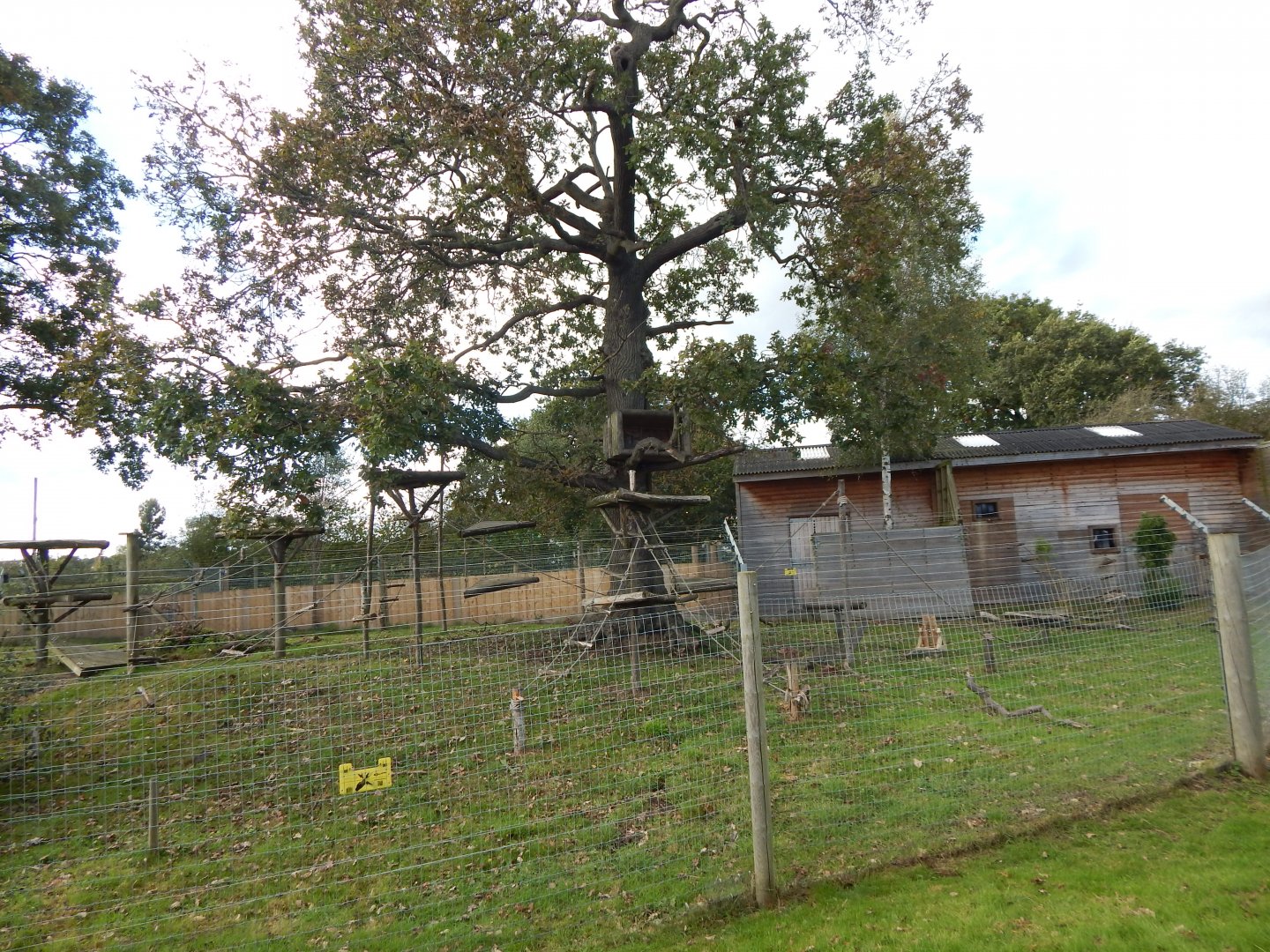 Into Africa - Roloway monkey habitat 121024