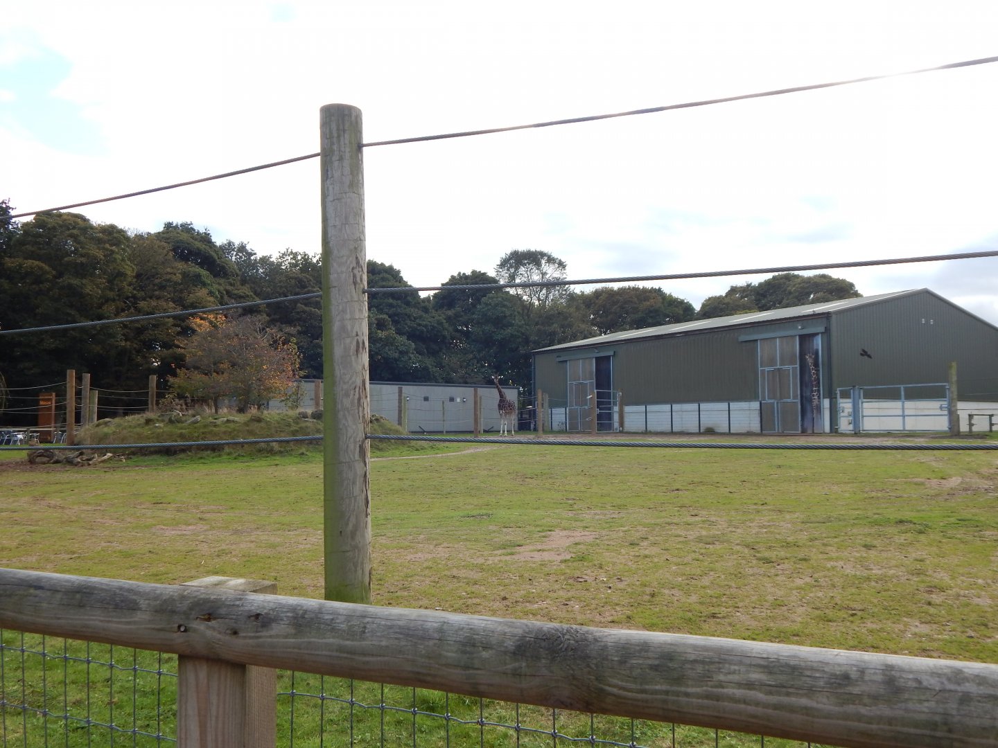 Into Africa - Rothschild's giraffe habitat 121024