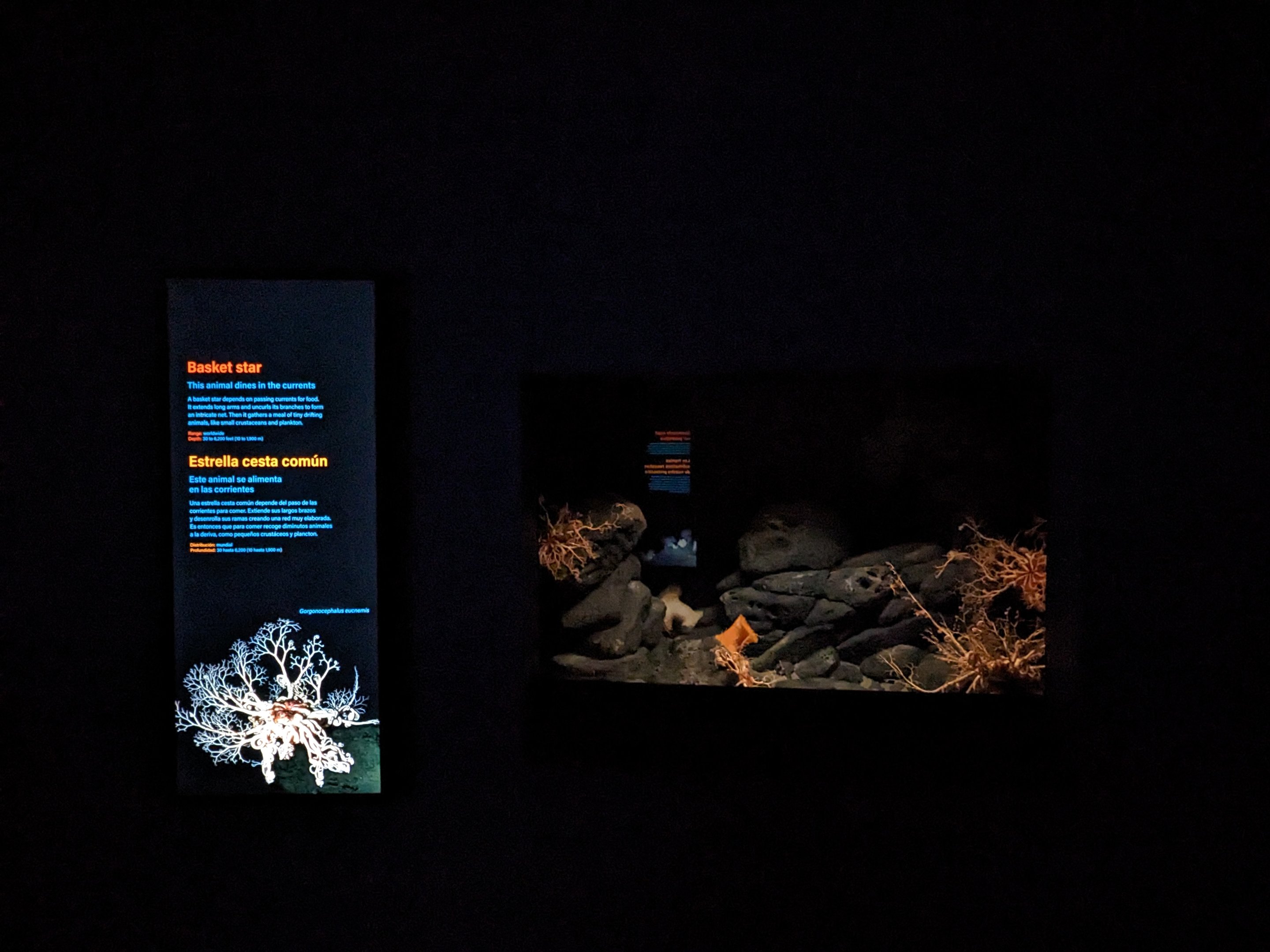 Into the Deep -  Basket star