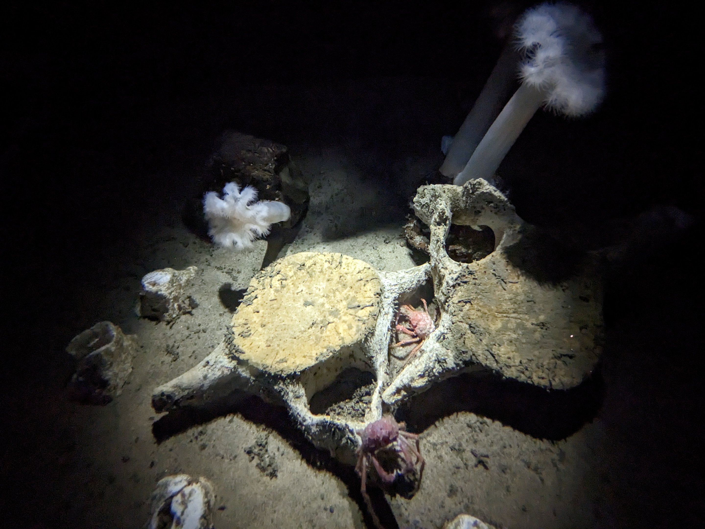 Into the Deep - Bone-eating worm tank