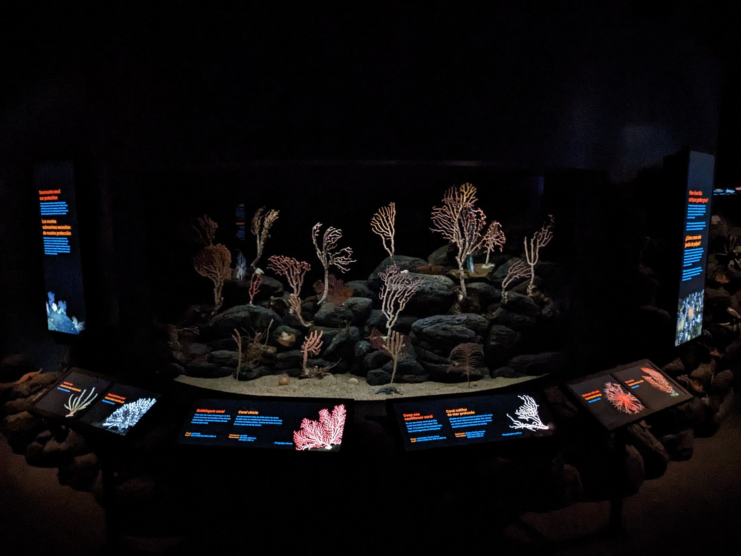 Into the Deep - deep sea corals