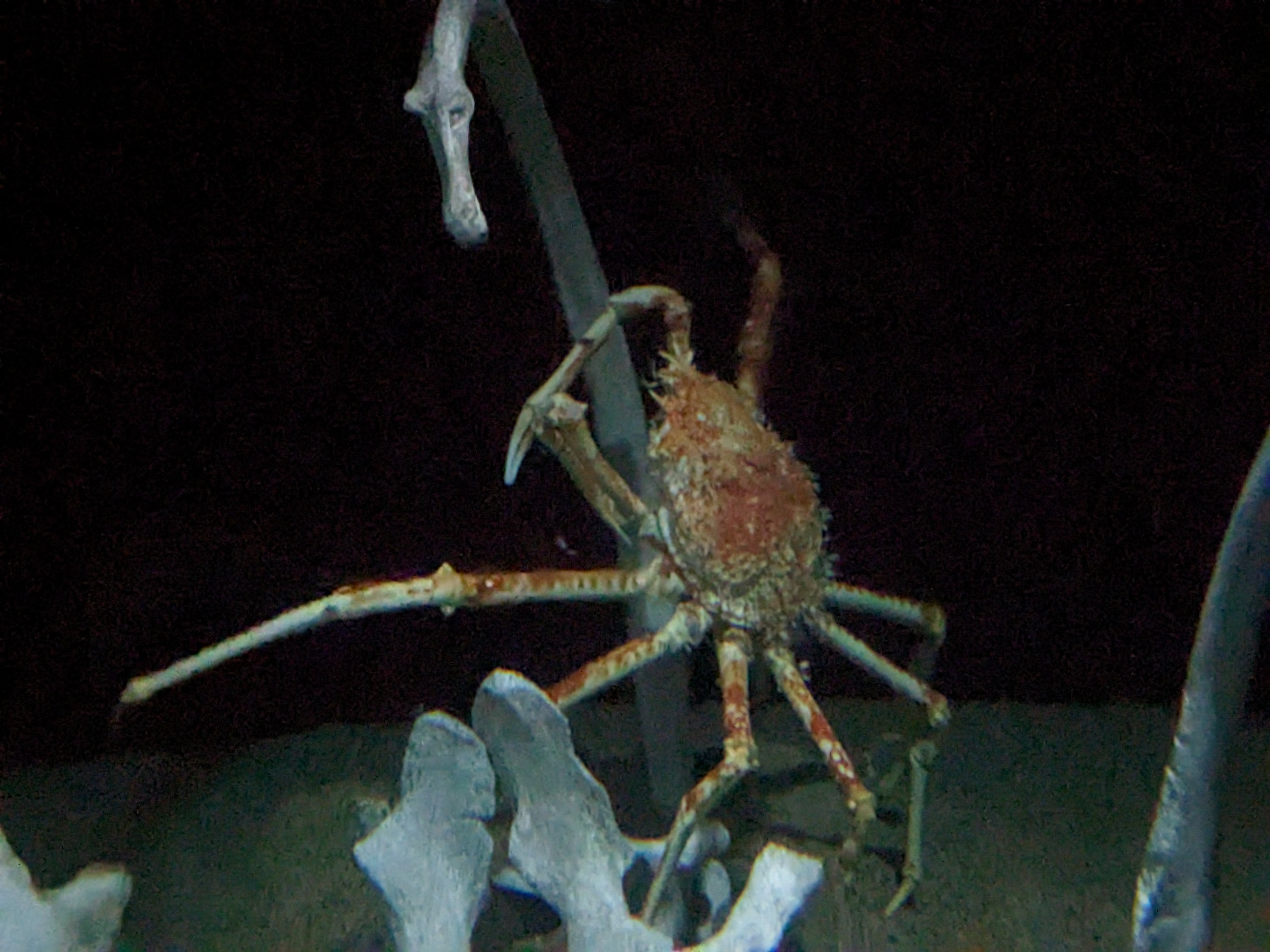 Into the Deep - Japanese spider crab